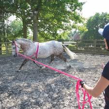 Lunge Lines and Accessories