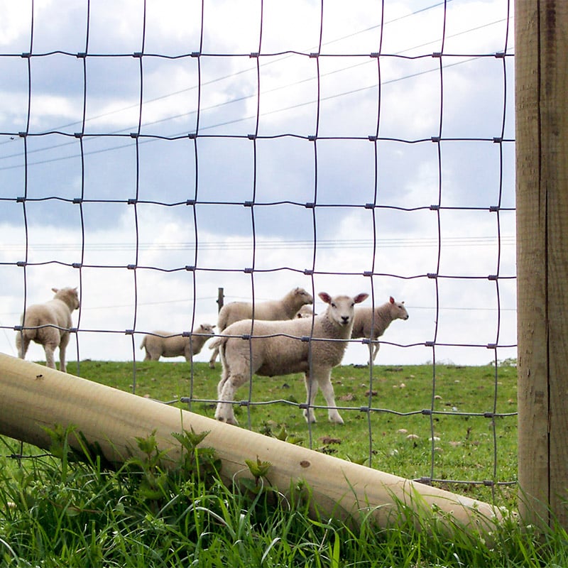 Sheep Netting