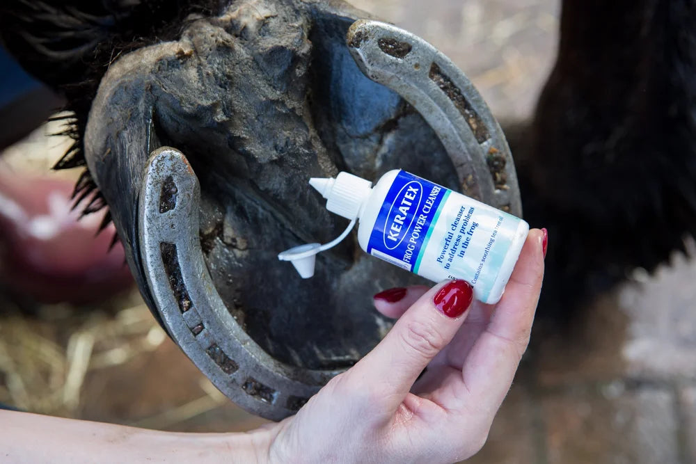 Equine Wellbeing