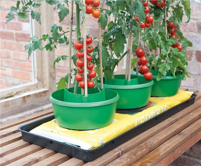 Plant Halos 3 pack