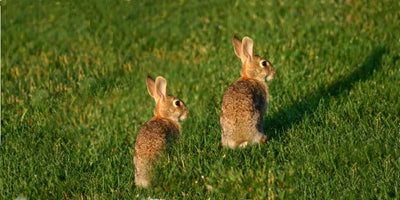 Rabbit Wire