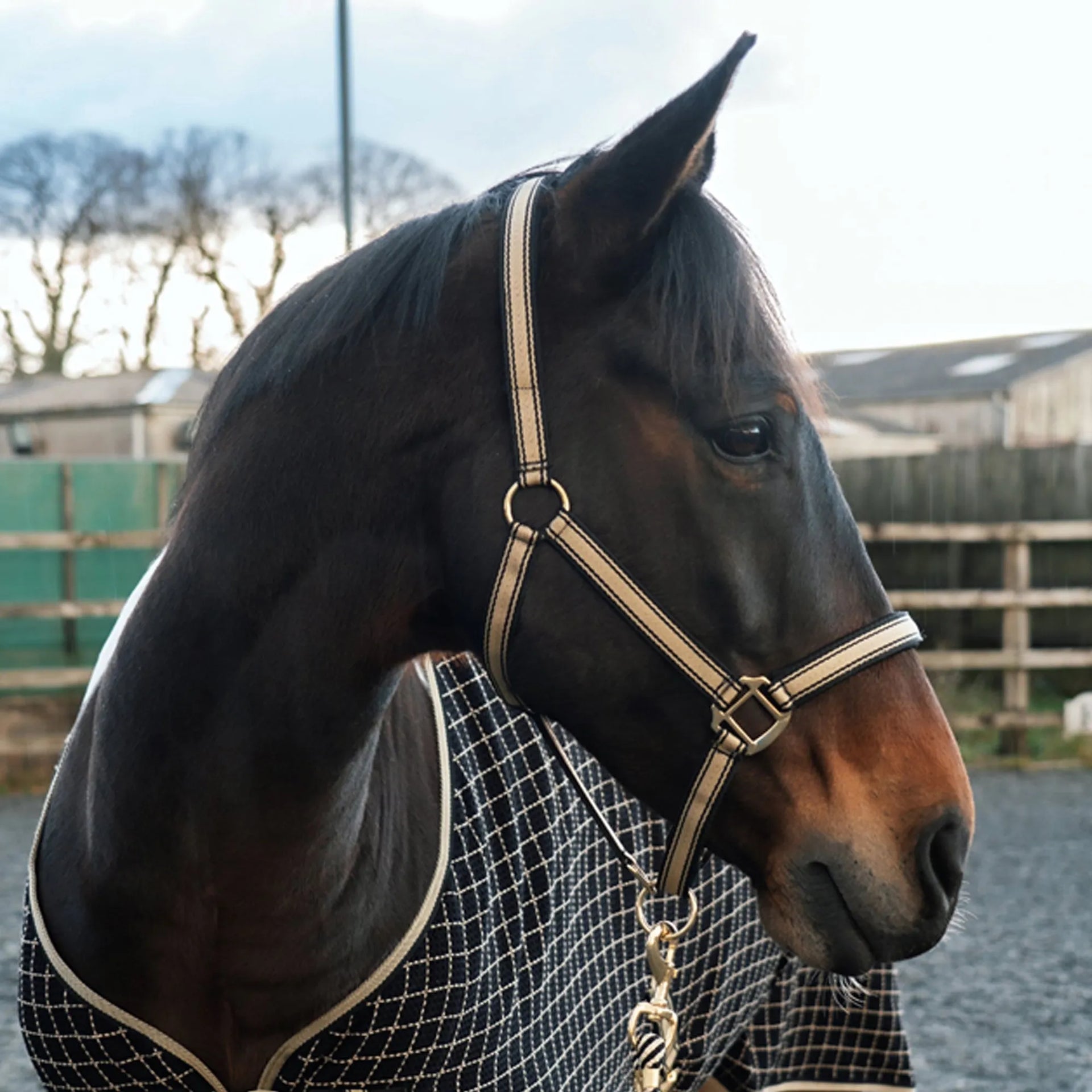 Headcollars and Lead Ropes