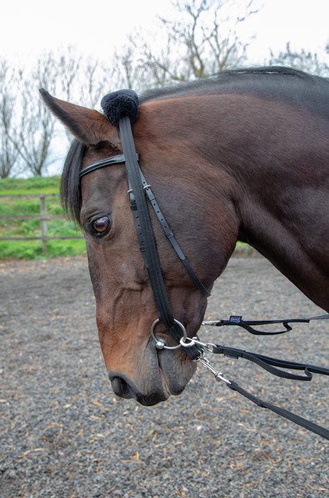 Lunge Lines and Accessories